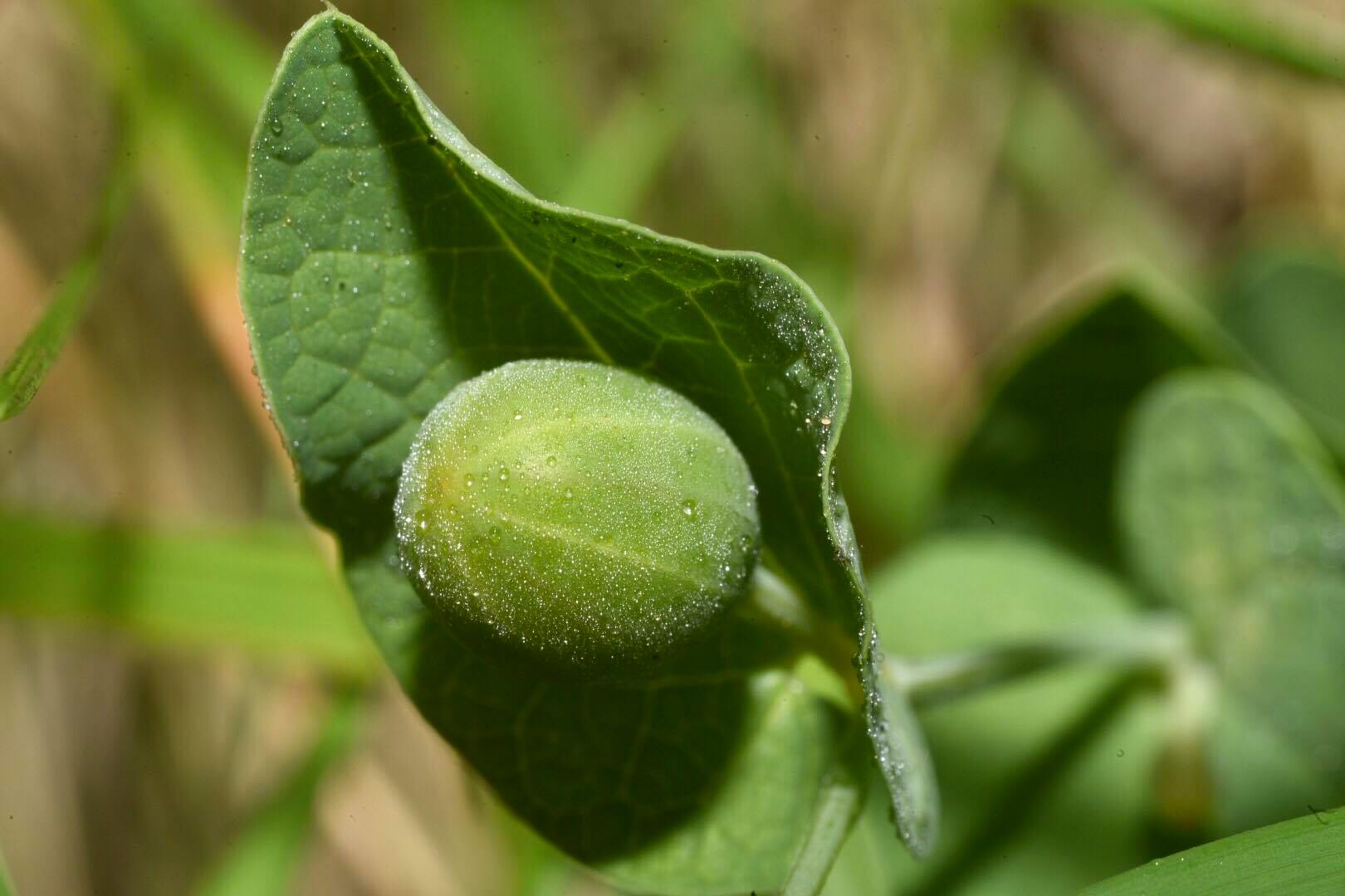 L''erba astrologa, Aristolochia rotunda